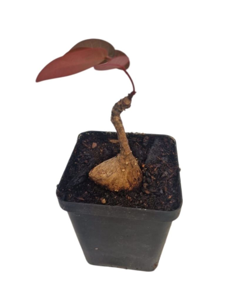 Phyllanthus mirabilis