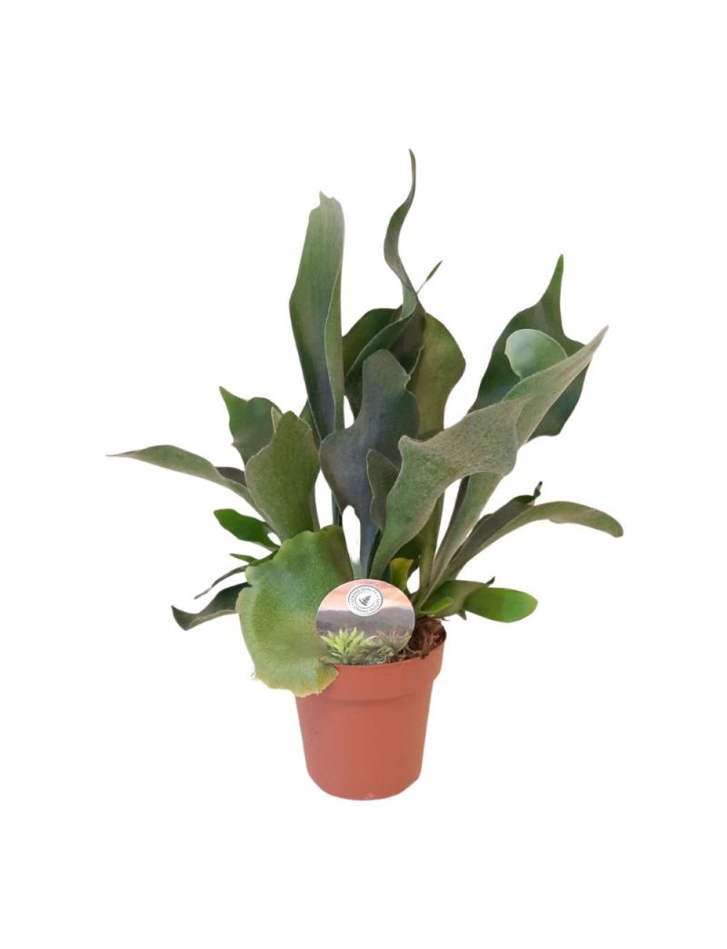 Platycerium bifurcatum