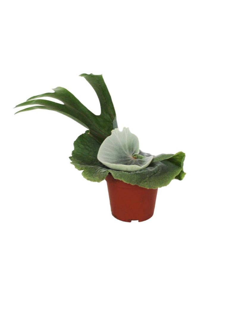 Platycerium superbum