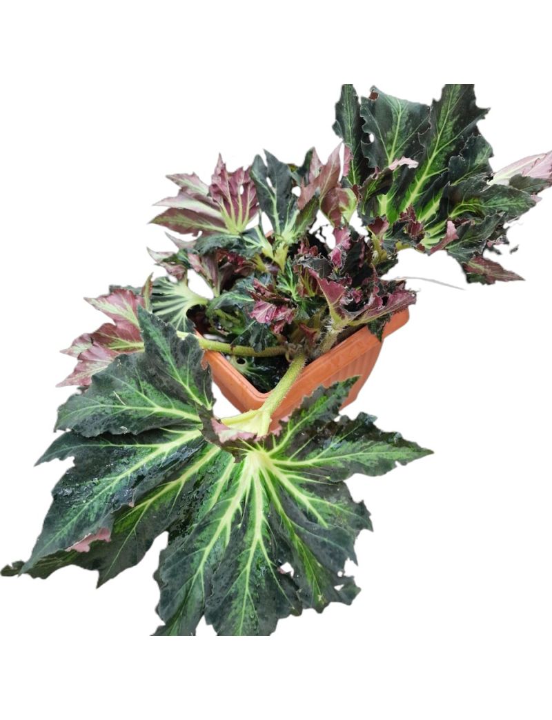 Begonia heracleifolia