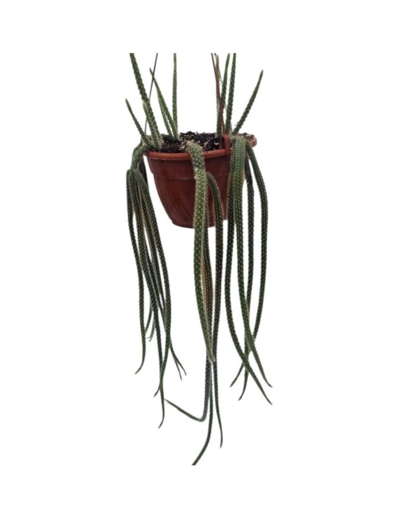 Disocactus flagelliformis