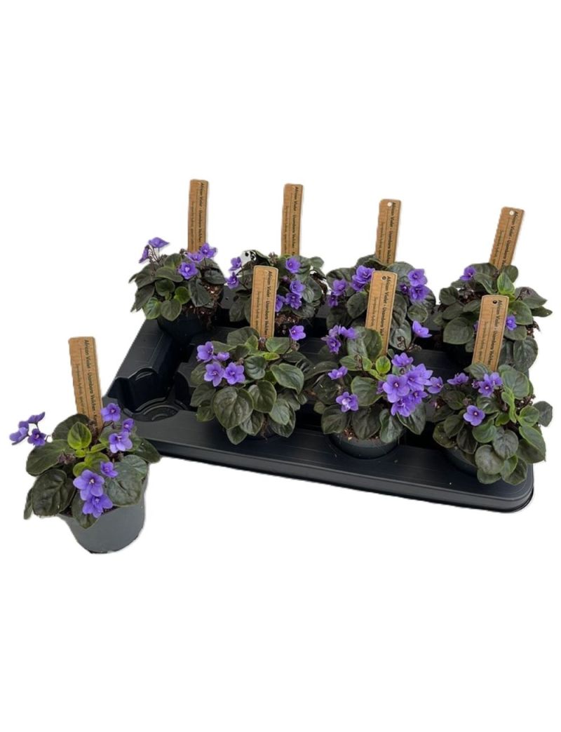 Saintpaulia TRAILING MINI BLUE