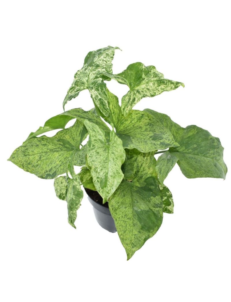 Syngonium Mojito