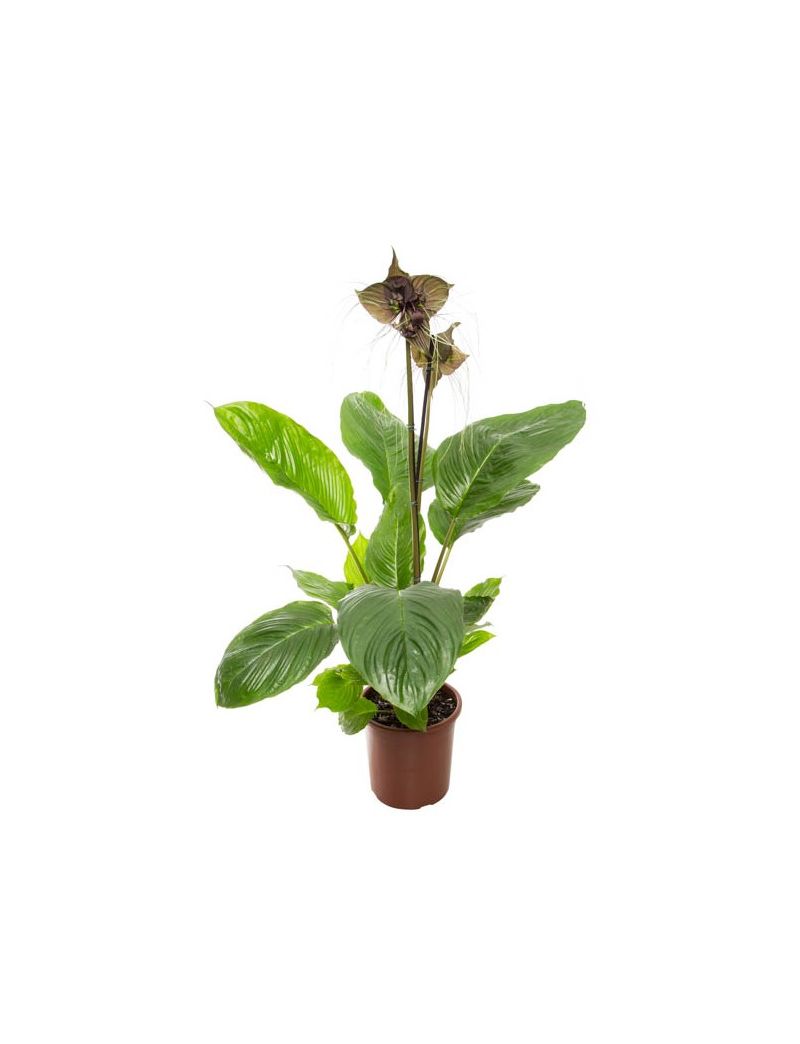 Tacca chantrieri flor morcego com infloresc&ecirc;ncia escura e filamentos longos ex&oacute;ticos