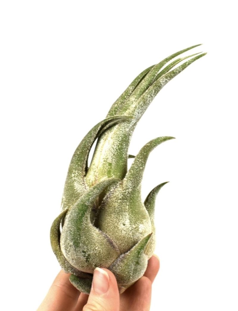 Tillandsia seleriana