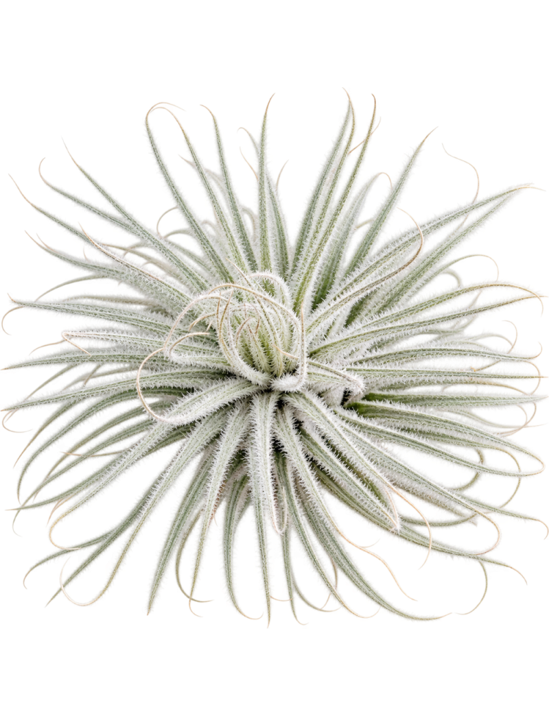 Tillandsia tectorum