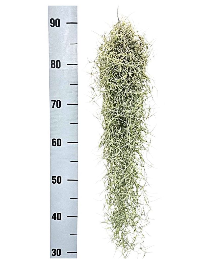 Tillandsia usneoides