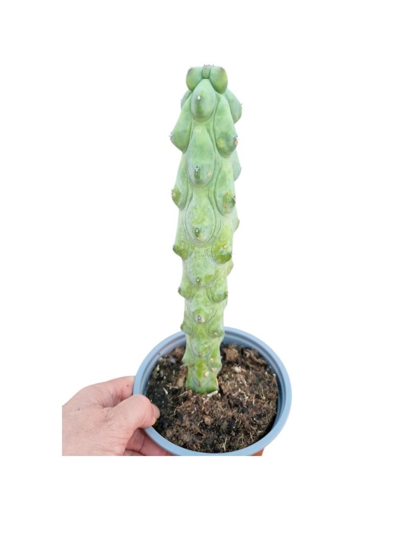 Myrtillocactus geometrizans cv. 'Fukurokuryuzinboku'