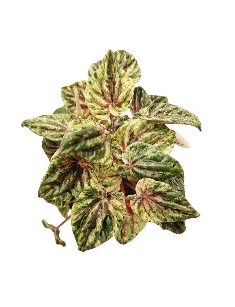 Peperomia caperata 'Buenos Aires'