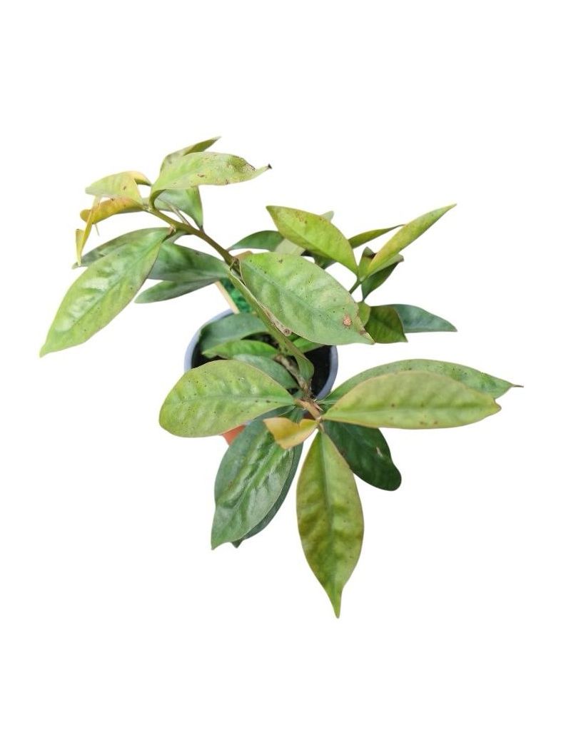 Pereskia aculeata (ora-pro-nóbis)