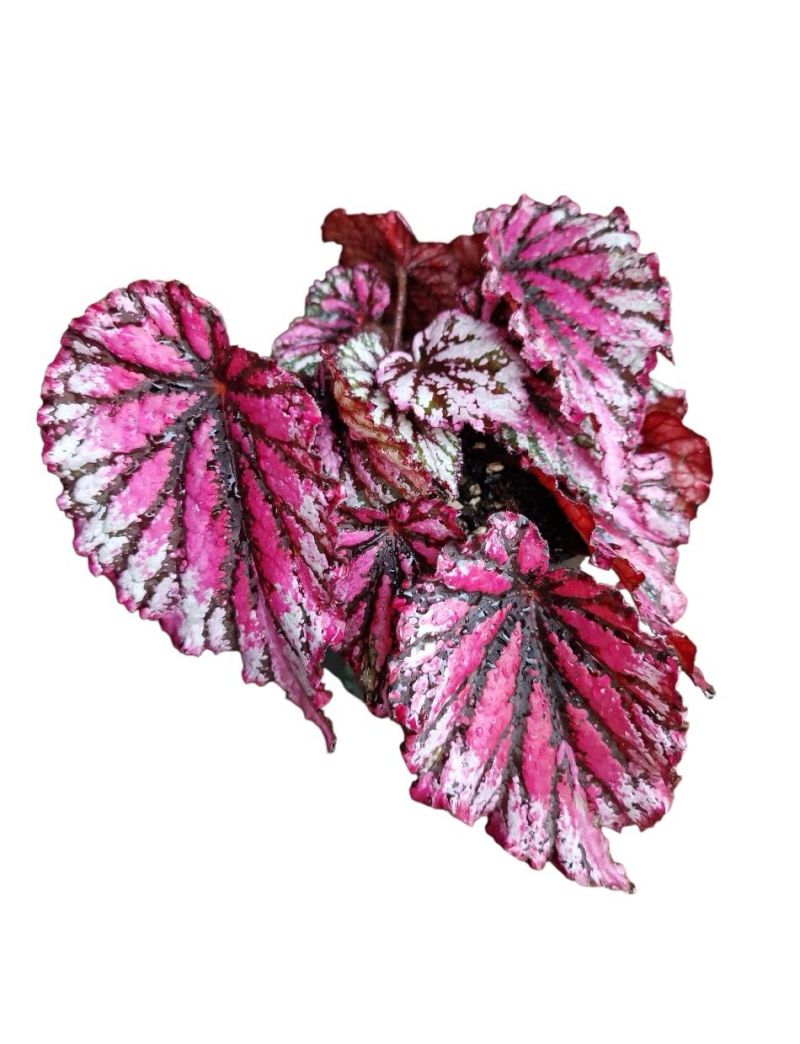 Begonia rex ‘Lambada’