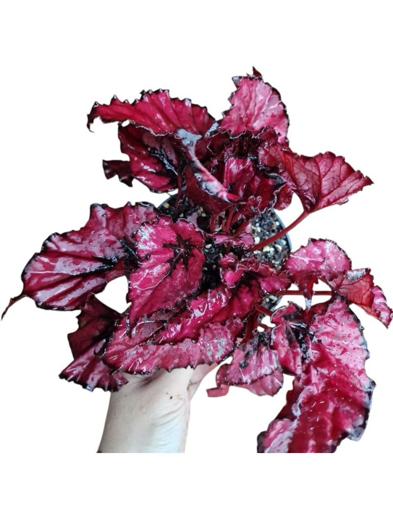 Begonia foliage Beleaf Inca Night