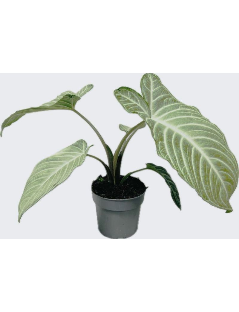Xanthosoma Mint planta variegada rara com folhagem verde menta para colecionadores