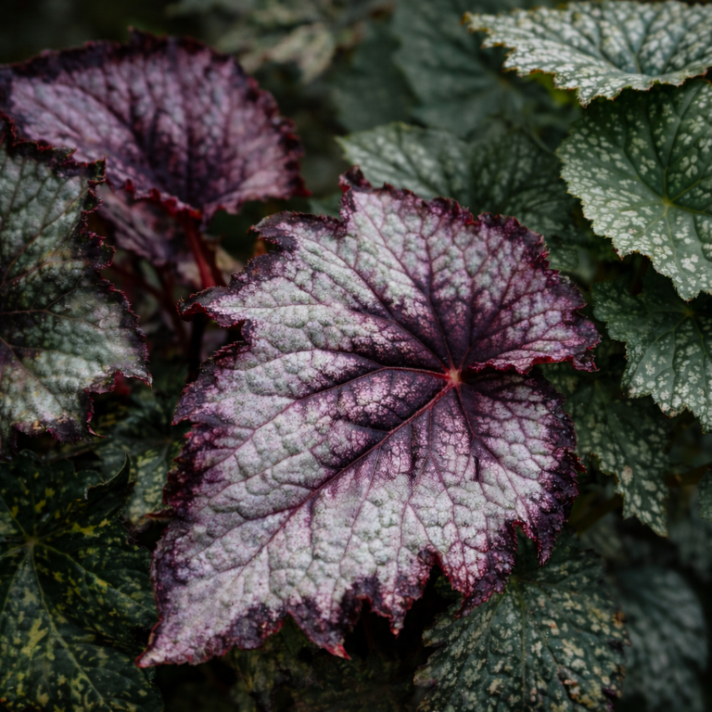 Begónias raras para colecionadores FauniFlora