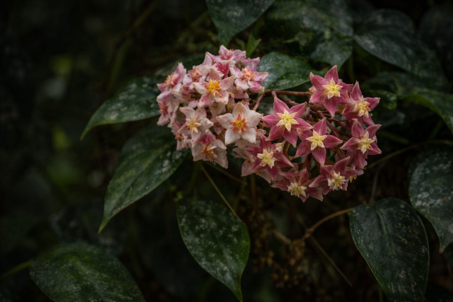 Hoyas raras e colecionáveis para interior FauniFlora