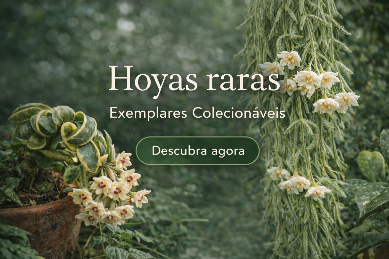 Hoyas raras exemplares colecionáveis FauniFlora